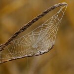 web agri