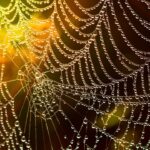 web agri