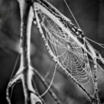 web agri