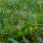 web agri