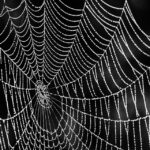 web agri
