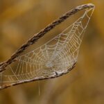 web agri