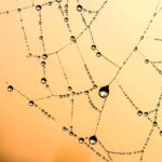 web agri