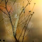 web agri