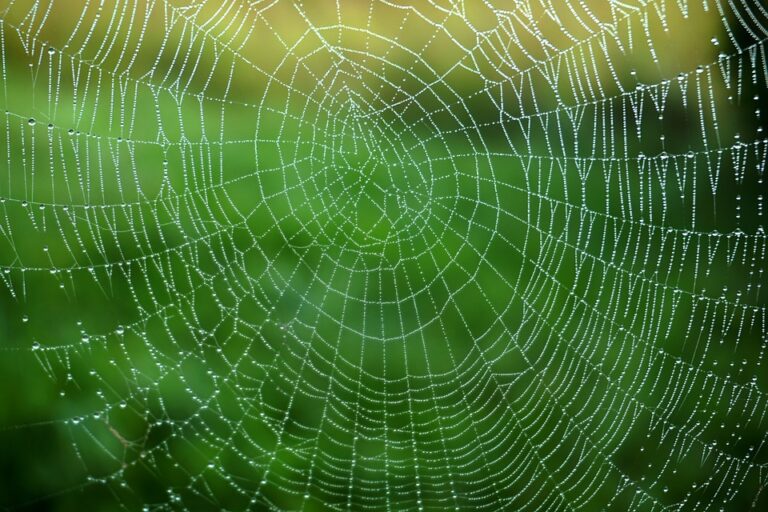 melanie 2 web